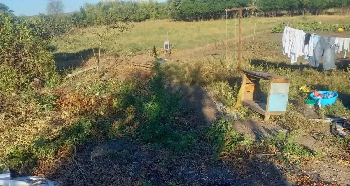 За сараем в Павловском районе нашли мини-огород из 31 куста конопли