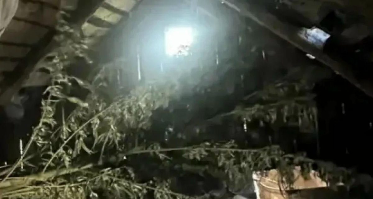 В Павловском районе у местного жителя изъяли более 800 граммов конопли